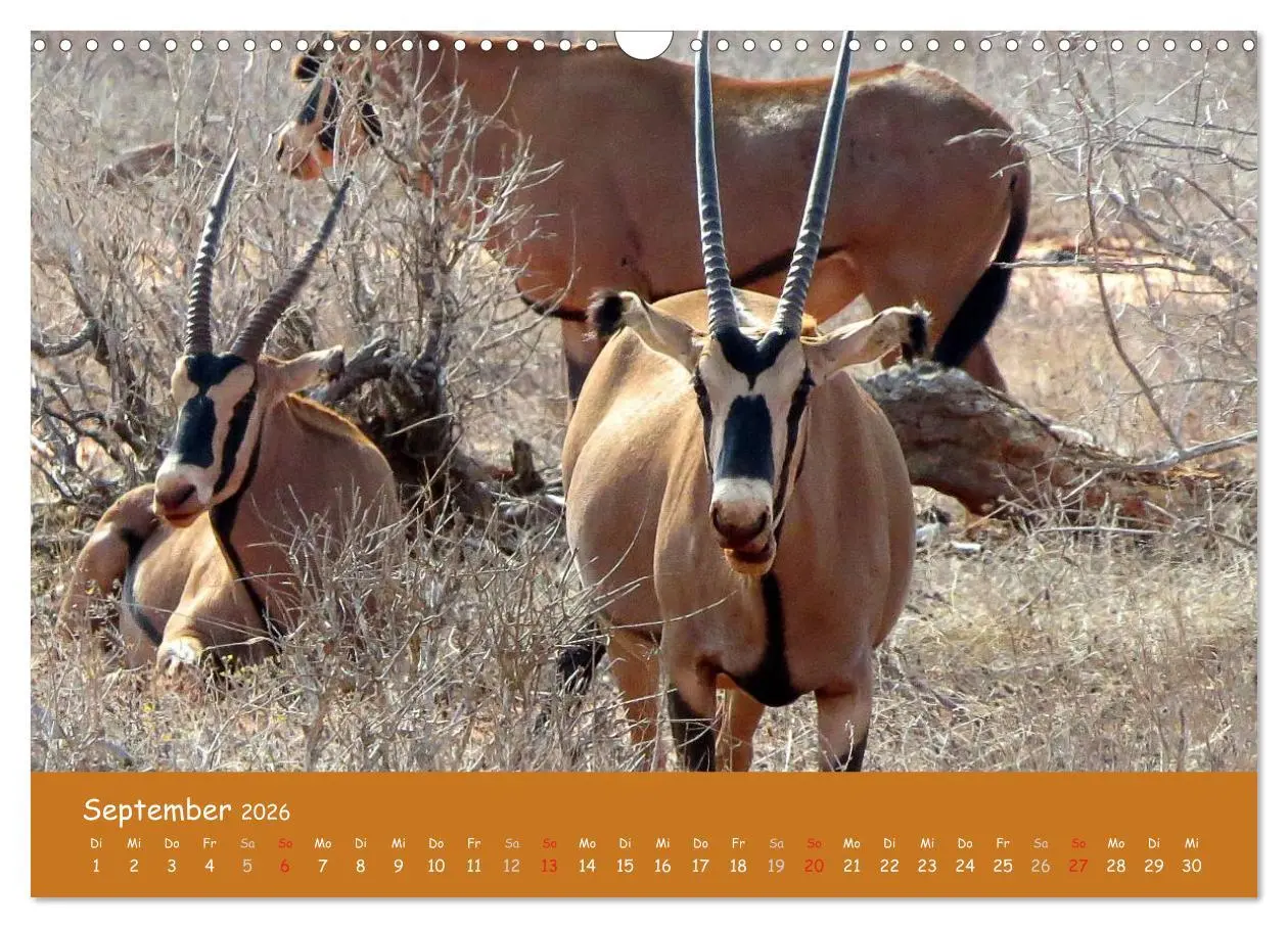Bild: 9783516120097 | Auge in Auge mit den Tieren Afrikas (Wandkalender 2026 DIN A3...