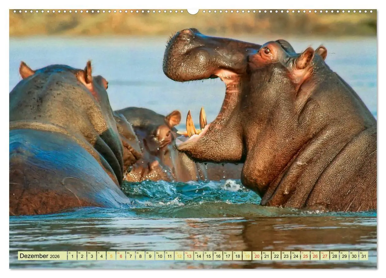 Bild: 9783457950197 | Flusspferde - gemütlich gefährlich (Wandkalender 2026 DIN A2 quer),...
