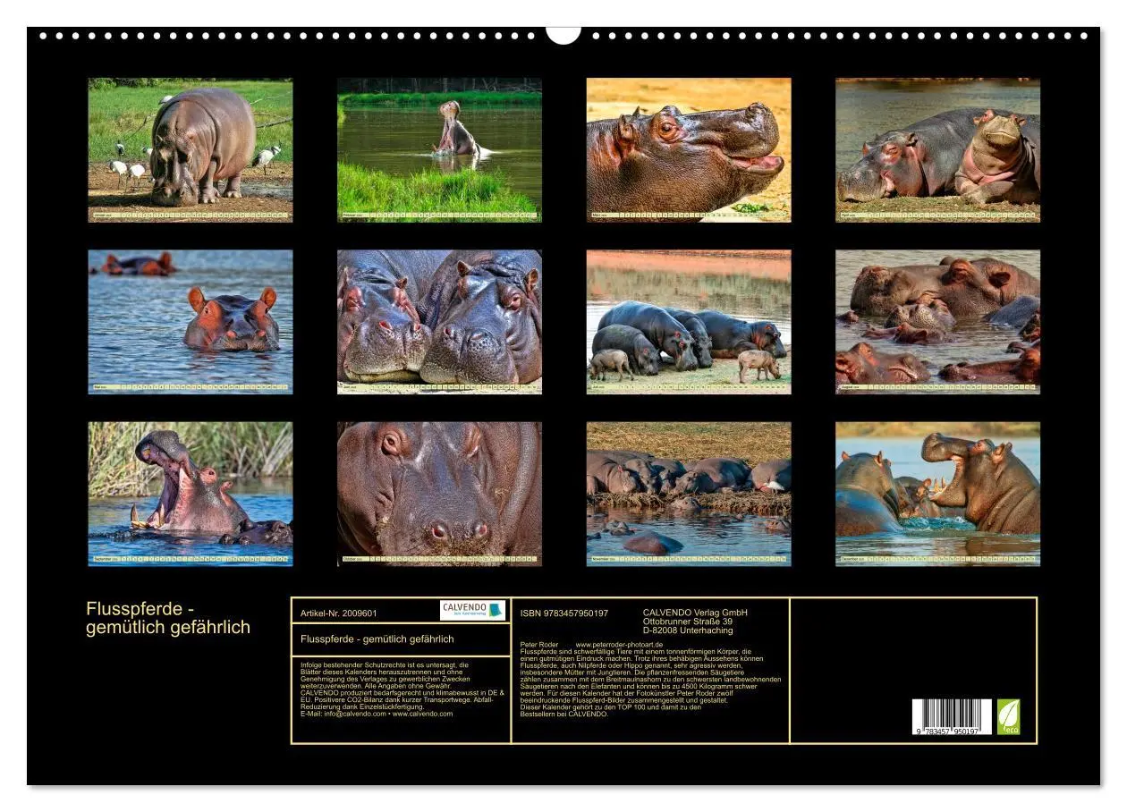 Bild: 9783457950197 | Flusspferde - gemütlich gefährlich (Wandkalender 2026 DIN A2 quer),...