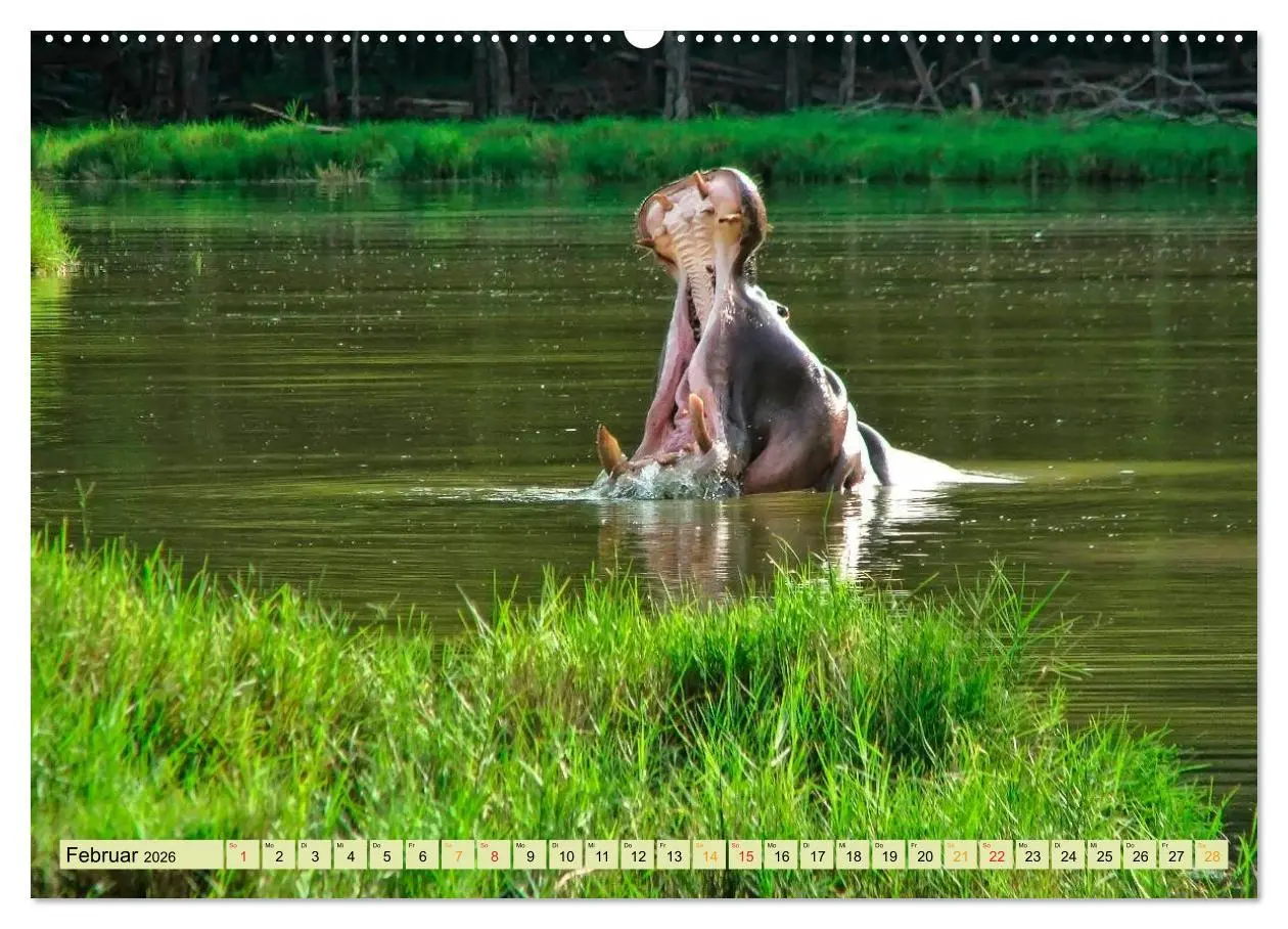 Bild: 9783457950197 | Flusspferde - gemütlich gefährlich (Wandkalender 2026 DIN A2 quer),...