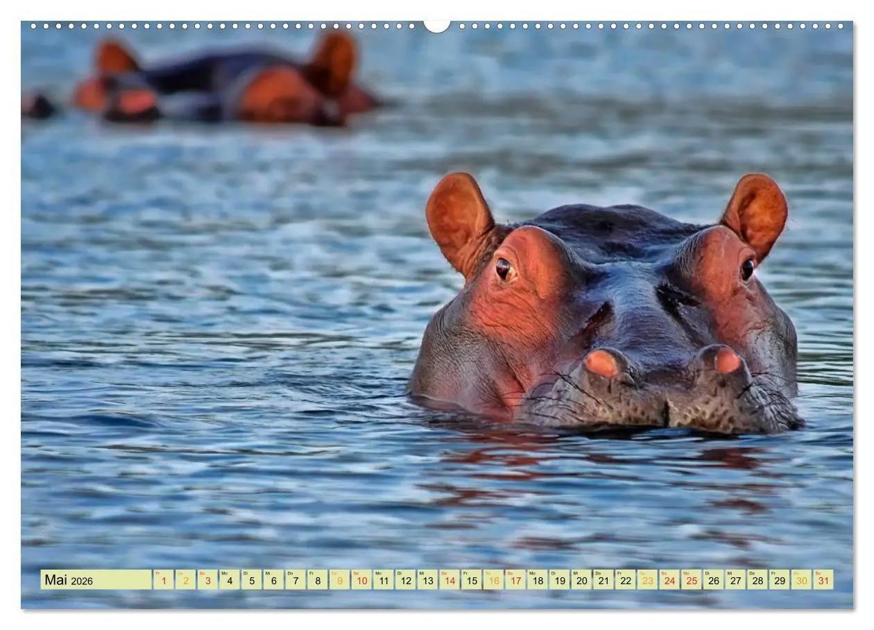 Bild: 9783457950197 | Flusspferde - gemütlich gefährlich (Wandkalender 2026 DIN A2 quer),...