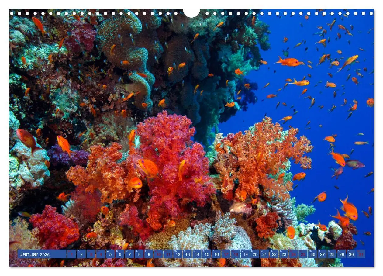 Bild: 9783457940297 | Farbenfrohes Meer (Wandkalender 2026 DIN A3 quer), CALVENDO...