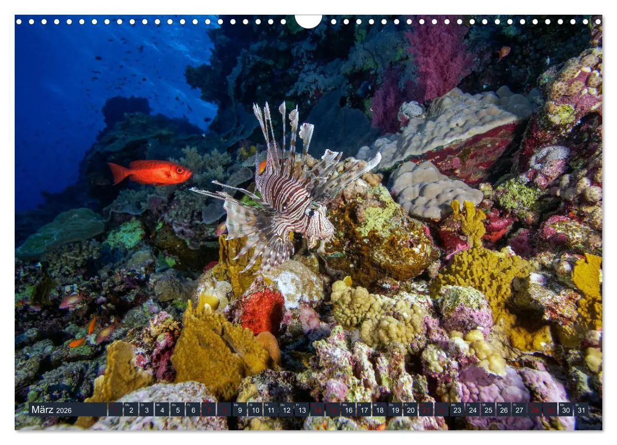 Bild: 9783457940297 | Farbenfrohes Meer (Wandkalender 2026 DIN A3 quer), CALVENDO...