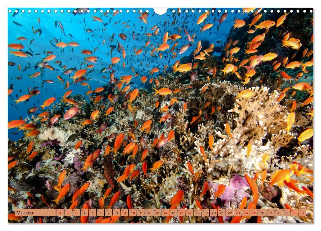 Bild: 9783457940297 | Farbenfrohes Meer (Wandkalender 2026 DIN A3 quer), CALVENDO...