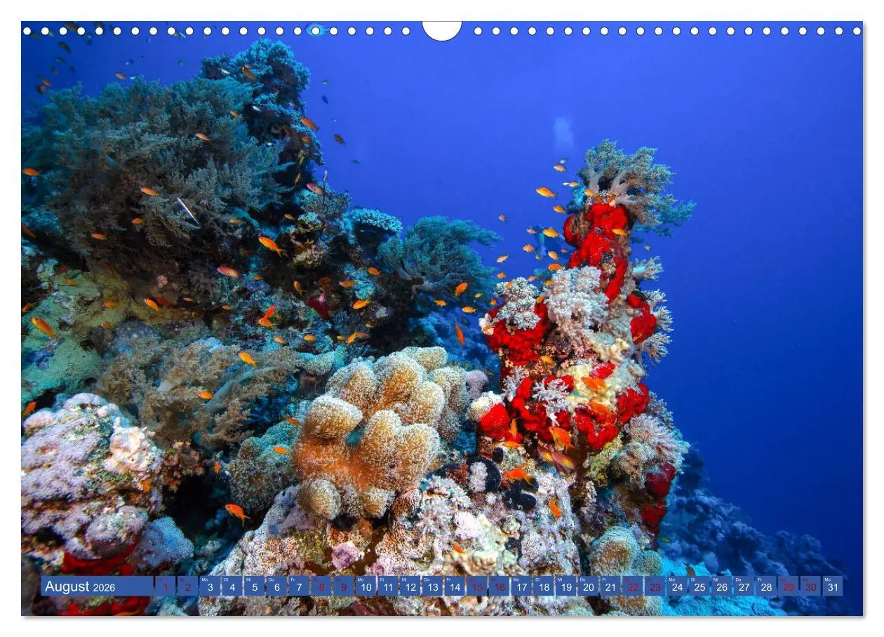 Bild: 9783457940297 | Farbenfrohes Meer (Wandkalender 2026 DIN A3 quer), CALVENDO...