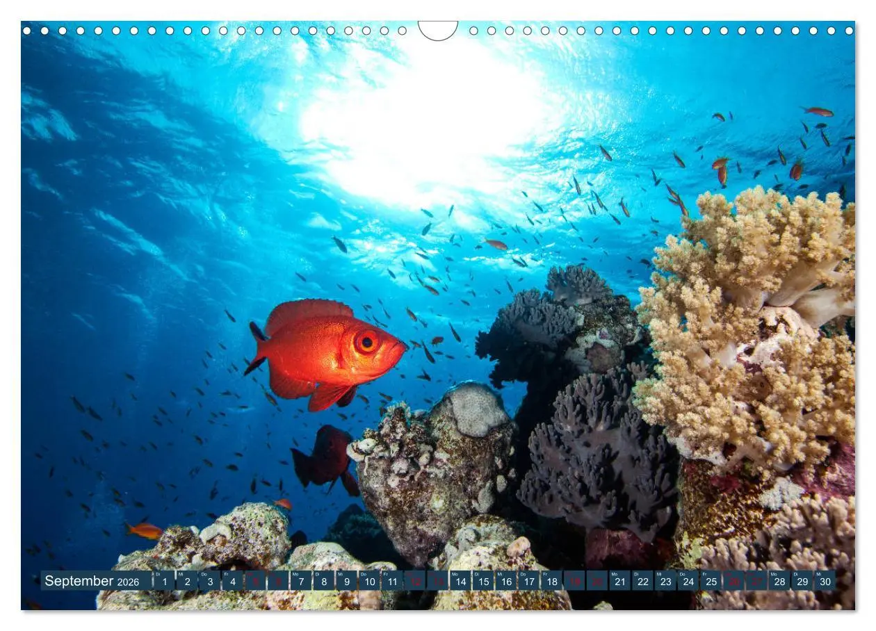 Bild: 9783457940297 | Farbenfrohes Meer (Wandkalender 2026 DIN A3 quer), CALVENDO...