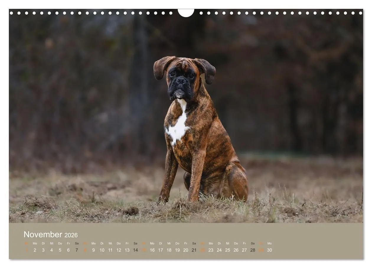 Bild: 9783457550397 | Der Boxer, der beste Hund der Welt (Wandkalender 2026 DIN A3 quer),...