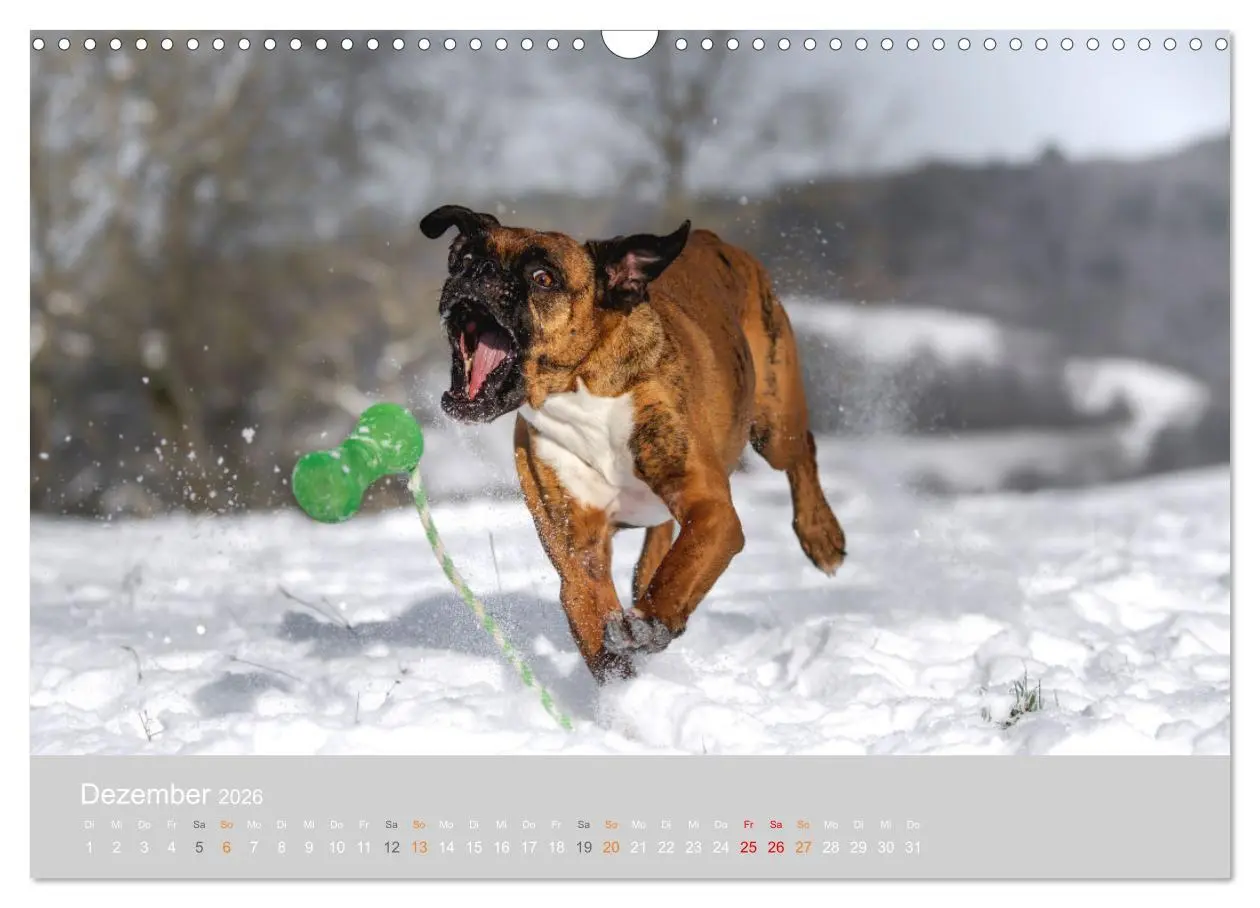 Bild: 9783457550397 | Der Boxer, der beste Hund der Welt (Wandkalender 2026 DIN A3 quer),...