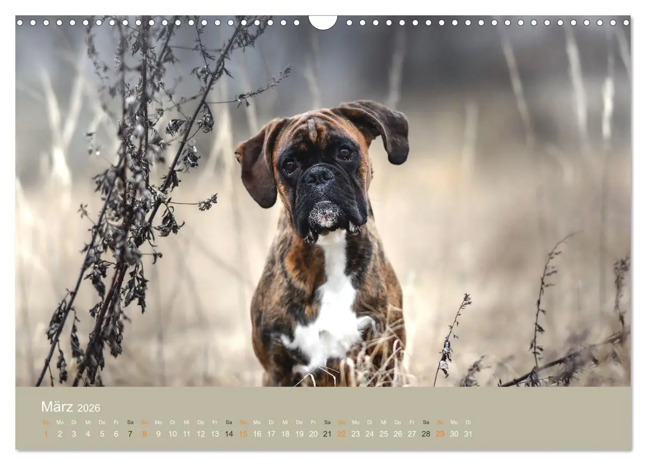 Bild: 9783457550397 | Der Boxer, der beste Hund der Welt (Wandkalender 2026 DIN A3 quer),...