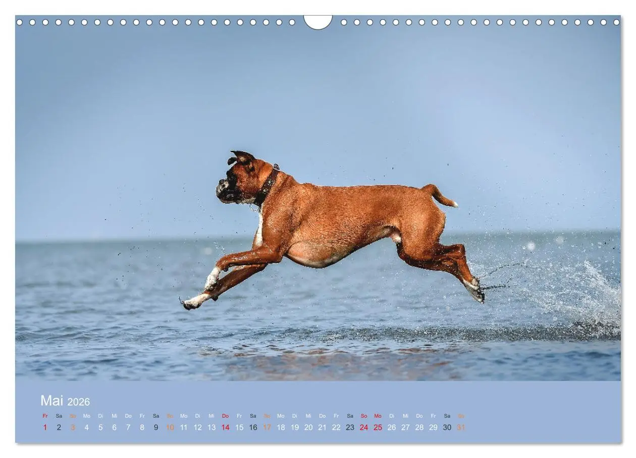 Bild: 9783457550397 | Der Boxer, der beste Hund der Welt (Wandkalender 2026 DIN A3 quer),...