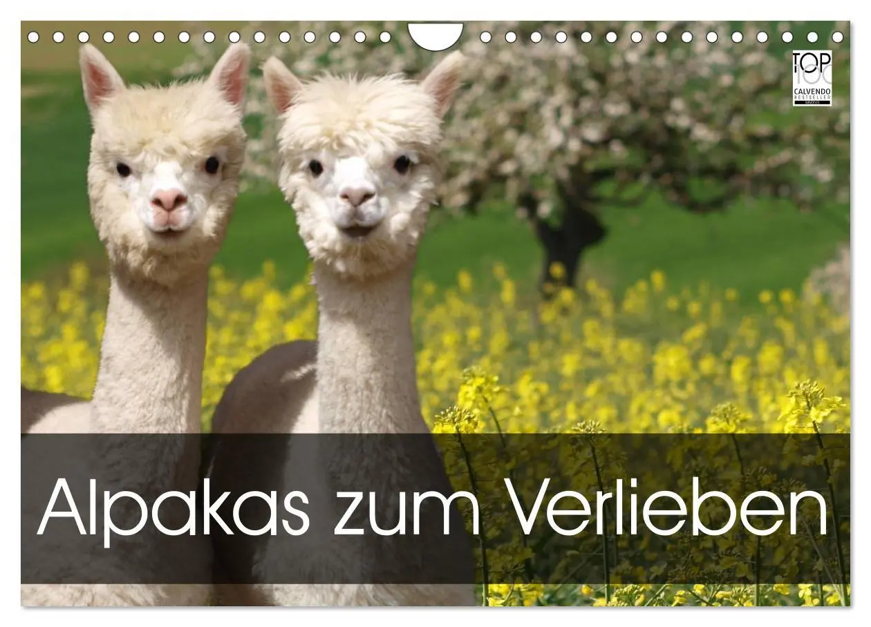 Cover: 9783516020397 | Alpakas zum Verlieben (Wandkalender 2026 DIN A4 quer), CALVENDO...