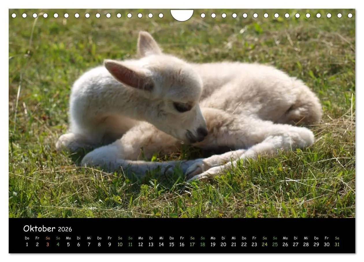 Bild: 9783516020397 | Alpakas zum Verlieben (Wandkalender 2026 DIN A4 quer), CALVENDO...