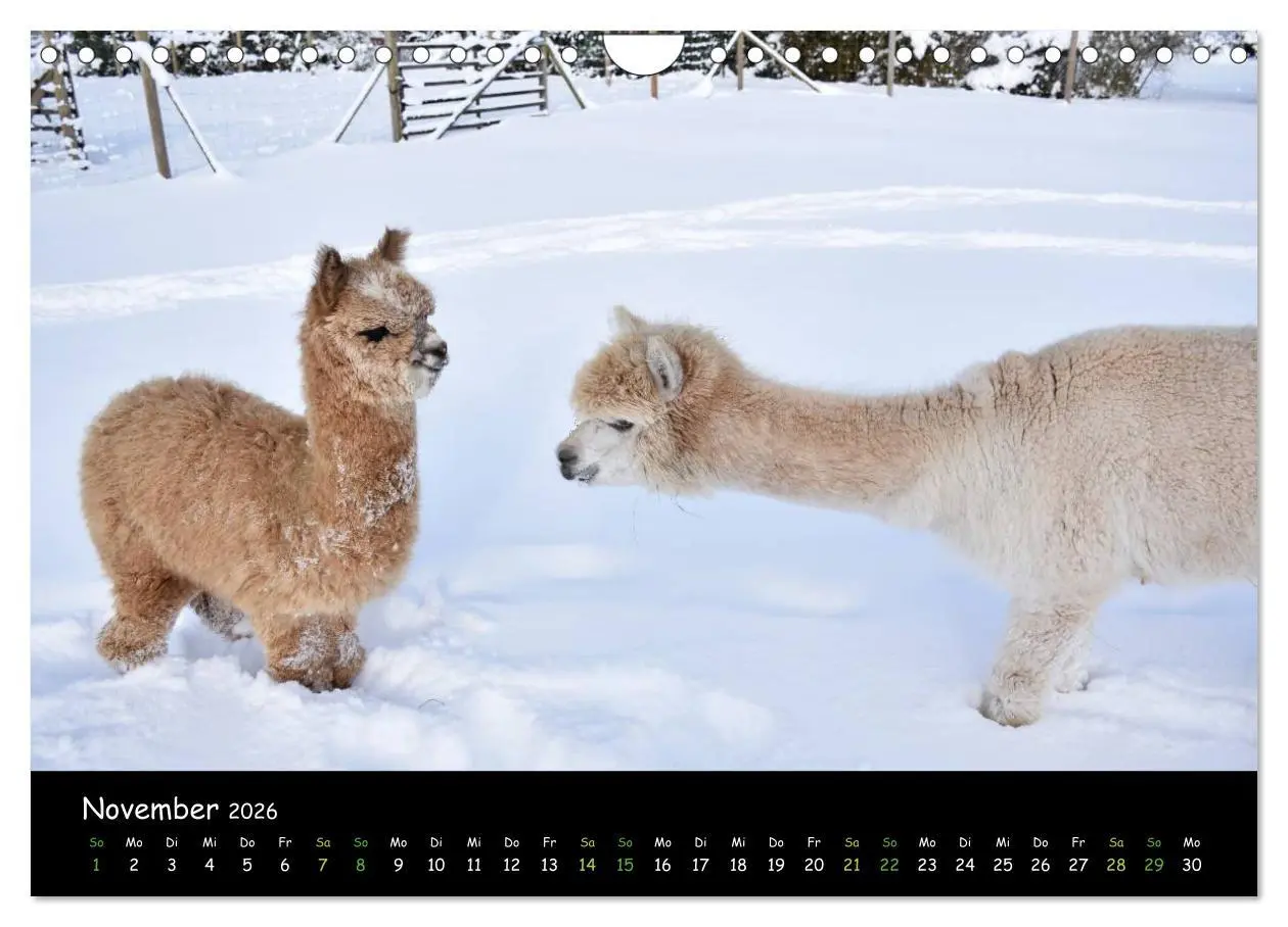 Bild: 9783516020397 | Alpakas zum Verlieben (Wandkalender 2026 DIN A4 quer), CALVENDO...