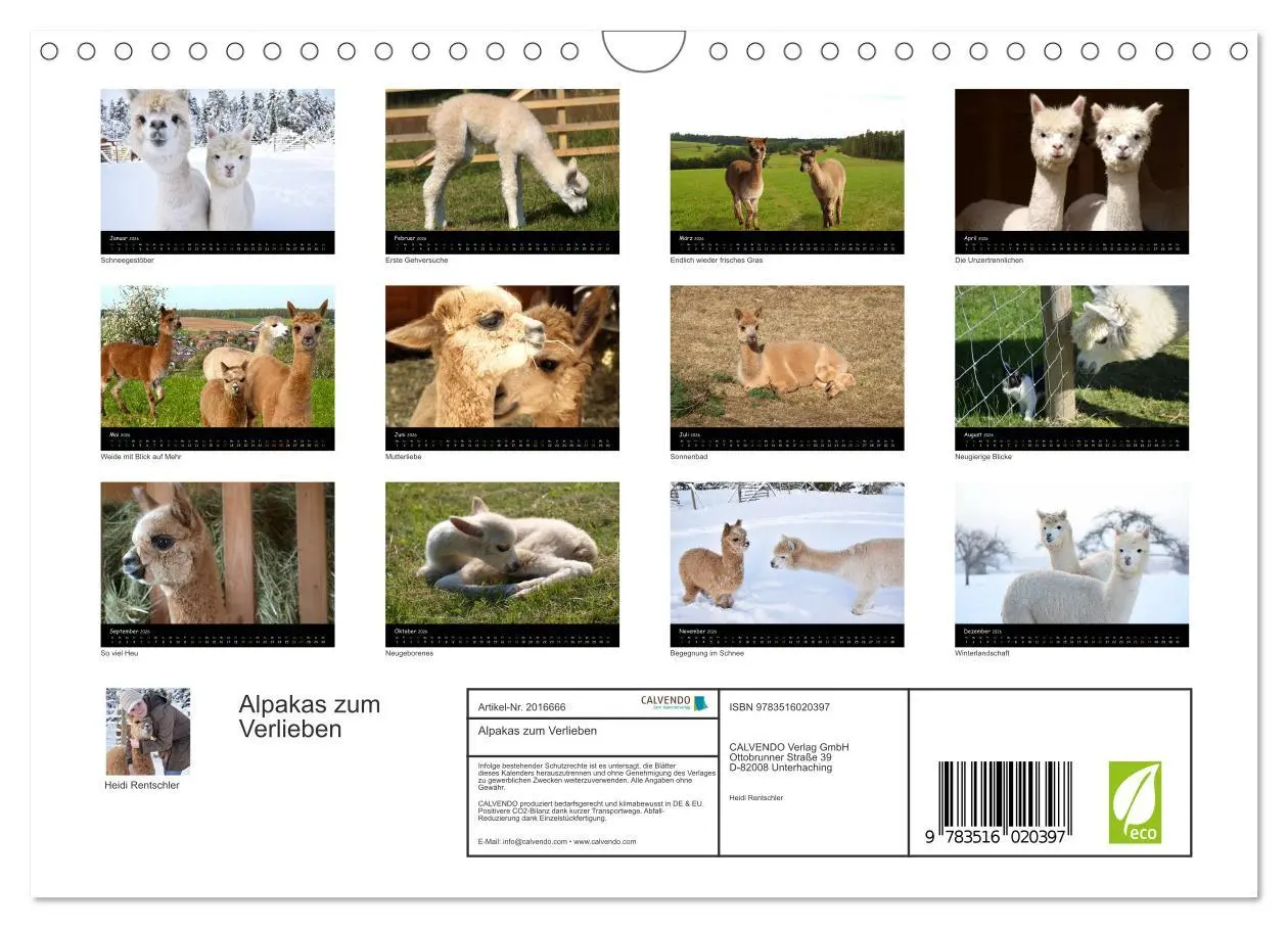 Bild: 9783516020397 | Alpakas zum Verlieben (Wandkalender 2026 DIN A4 quer), CALVENDO...