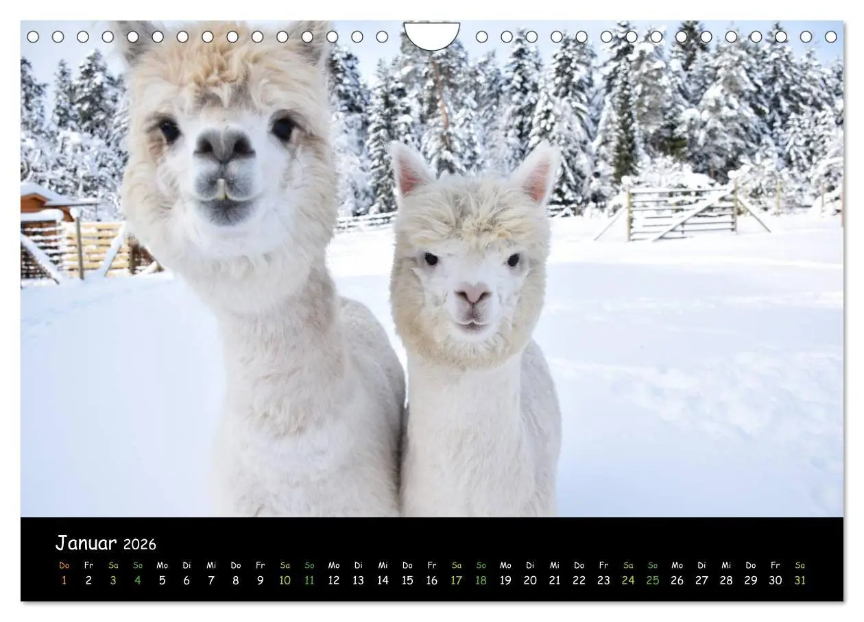 Bild: 9783516020397 | Alpakas zum Verlieben (Wandkalender 2026 DIN A4 quer), CALVENDO...