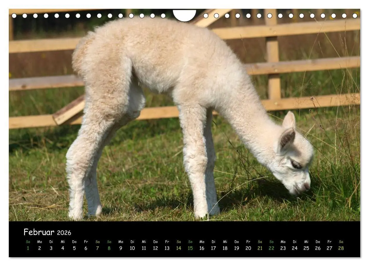 Bild: 9783516020397 | Alpakas zum Verlieben (Wandkalender 2026 DIN A4 quer), CALVENDO...