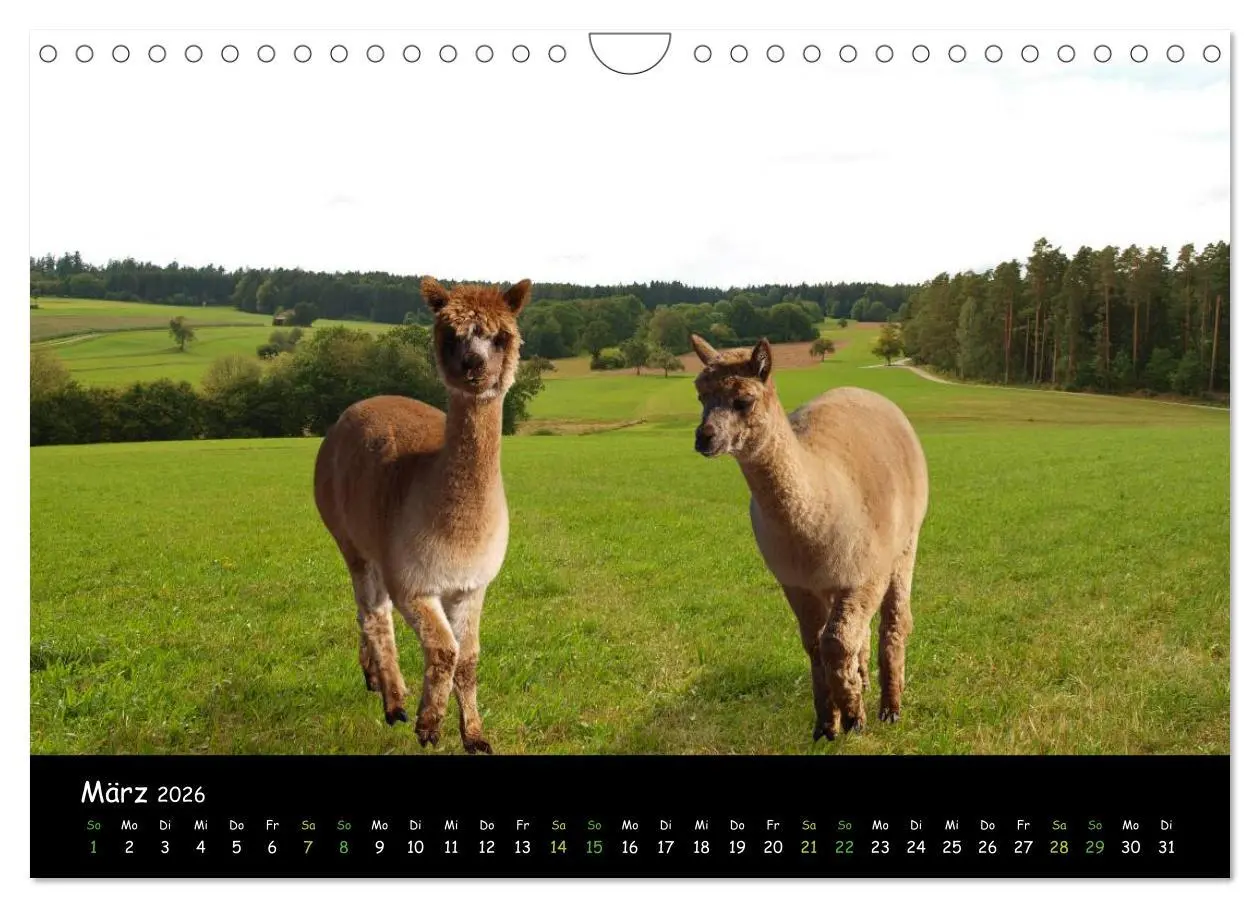 Bild: 9783516020397 | Alpakas zum Verlieben (Wandkalender 2026 DIN A4 quer), CALVENDO...