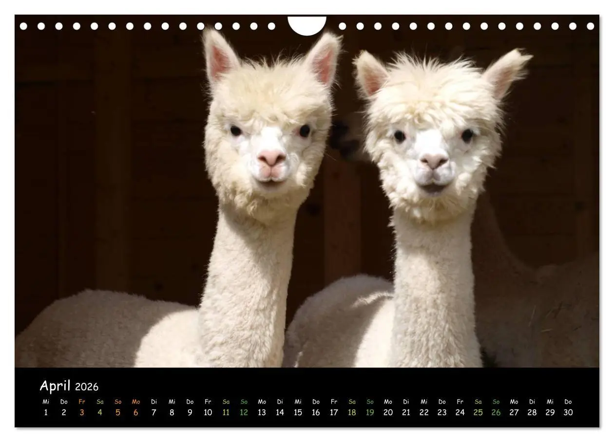 Bild: 9783516020397 | Alpakas zum Verlieben (Wandkalender 2026 DIN A4 quer), CALVENDO...