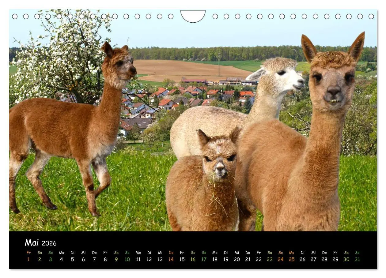 Bild: 9783516020397 | Alpakas zum Verlieben (Wandkalender 2026 DIN A4 quer), CALVENDO...