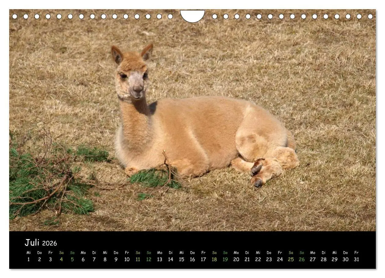 Bild: 9783516020397 | Alpakas zum Verlieben (Wandkalender 2026 DIN A4 quer), CALVENDO...