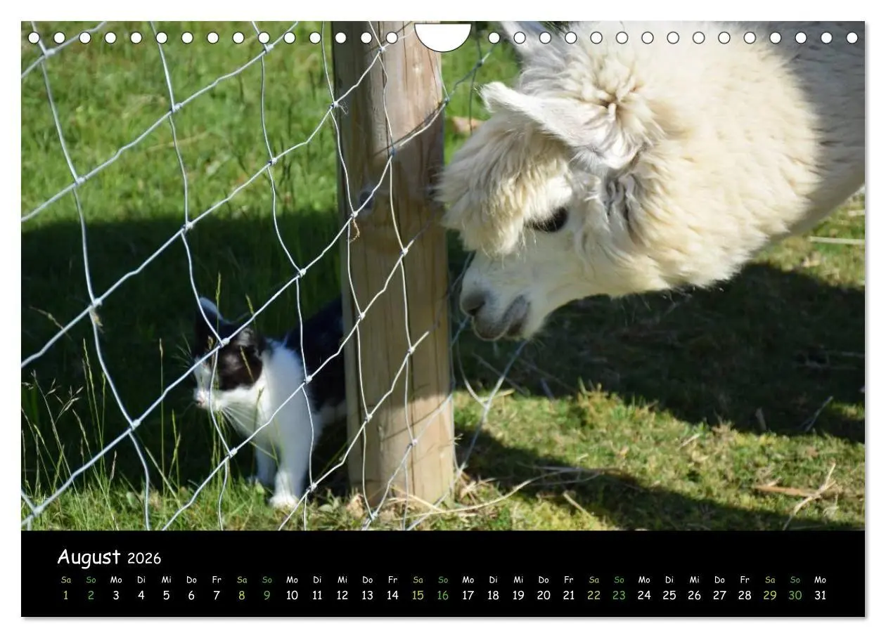 Bild: 9783516020397 | Alpakas zum Verlieben (Wandkalender 2026 DIN A4 quer), CALVENDO...