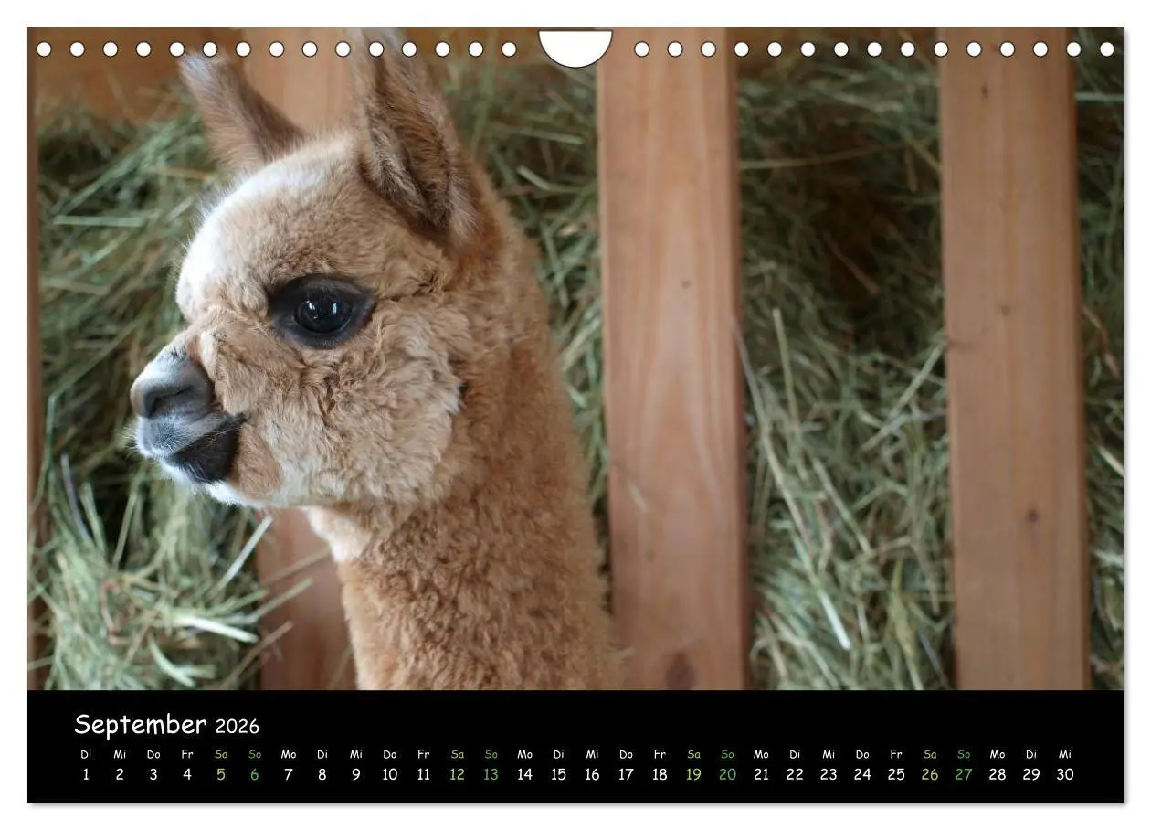 Bild: 9783516020397 | Alpakas zum Verlieben (Wandkalender 2026 DIN A4 quer), CALVENDO...