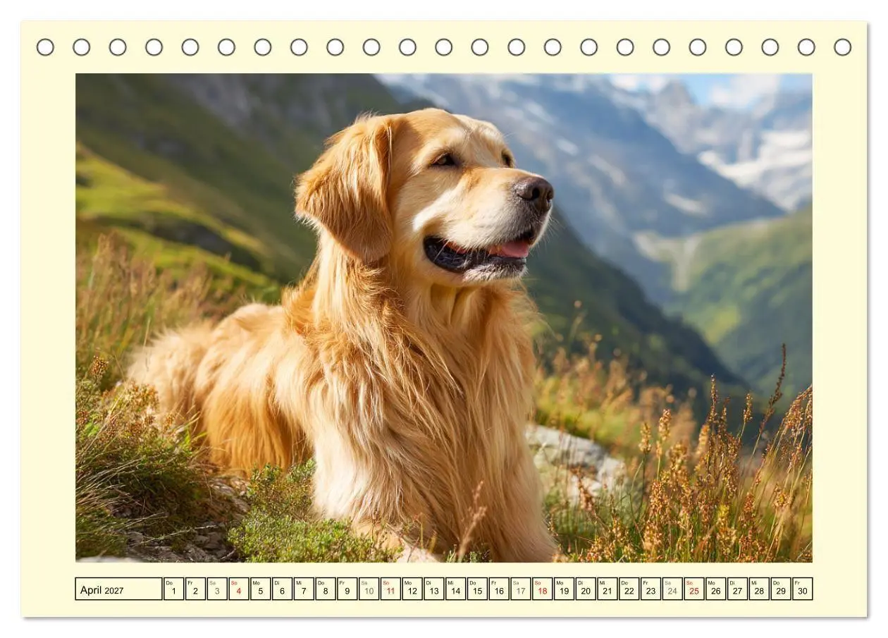 Bild: 9783516950397 | Golden Retriever. Treue Seelenhunde in der Bergwelt (Tischkalender...