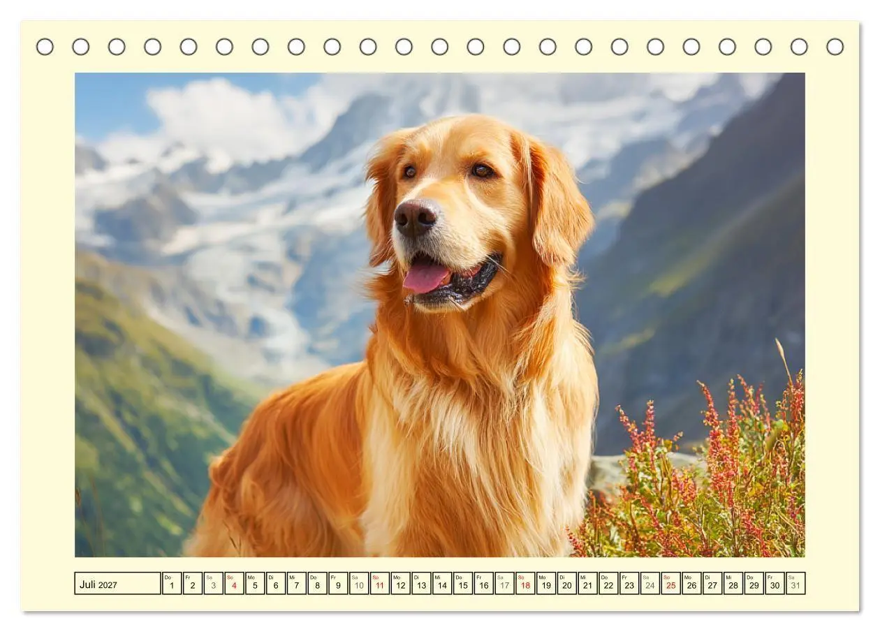 Bild: 9783516950397 | Golden Retriever. Treue Seelenhunde in der Bergwelt (Tischkalender...
