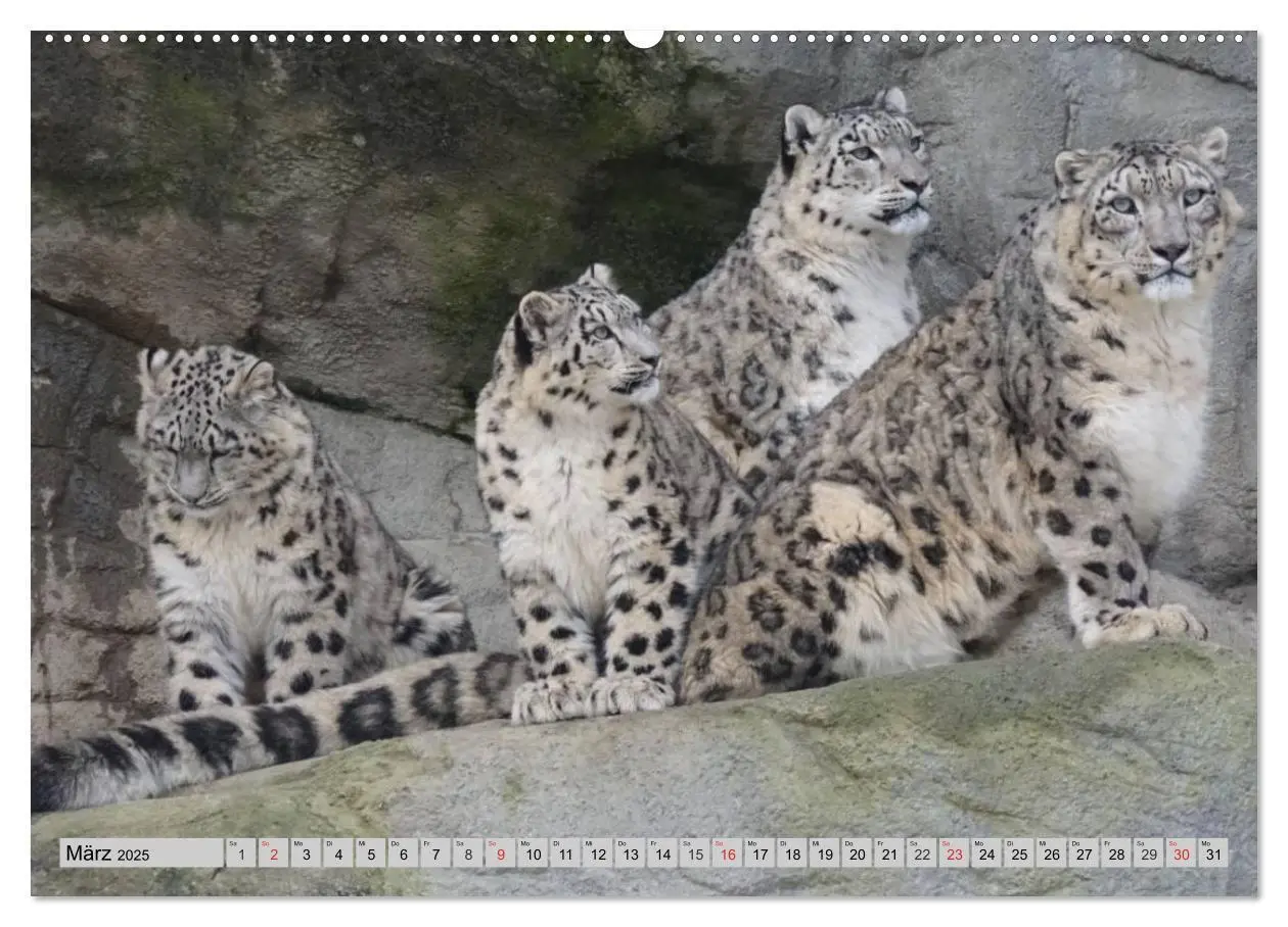Bild: 9783435520497 | Schneeleoparden. Perfekte Raubkatzen-Schönheiten (Wandkalender 2025...