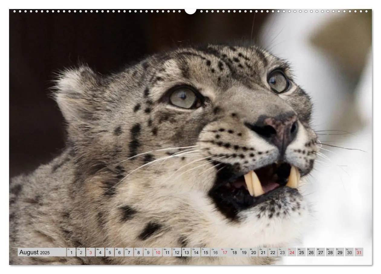 Bild: 9783435520497 | Schneeleoparden. Perfekte Raubkatzen-Schönheiten (Wandkalender 2025...