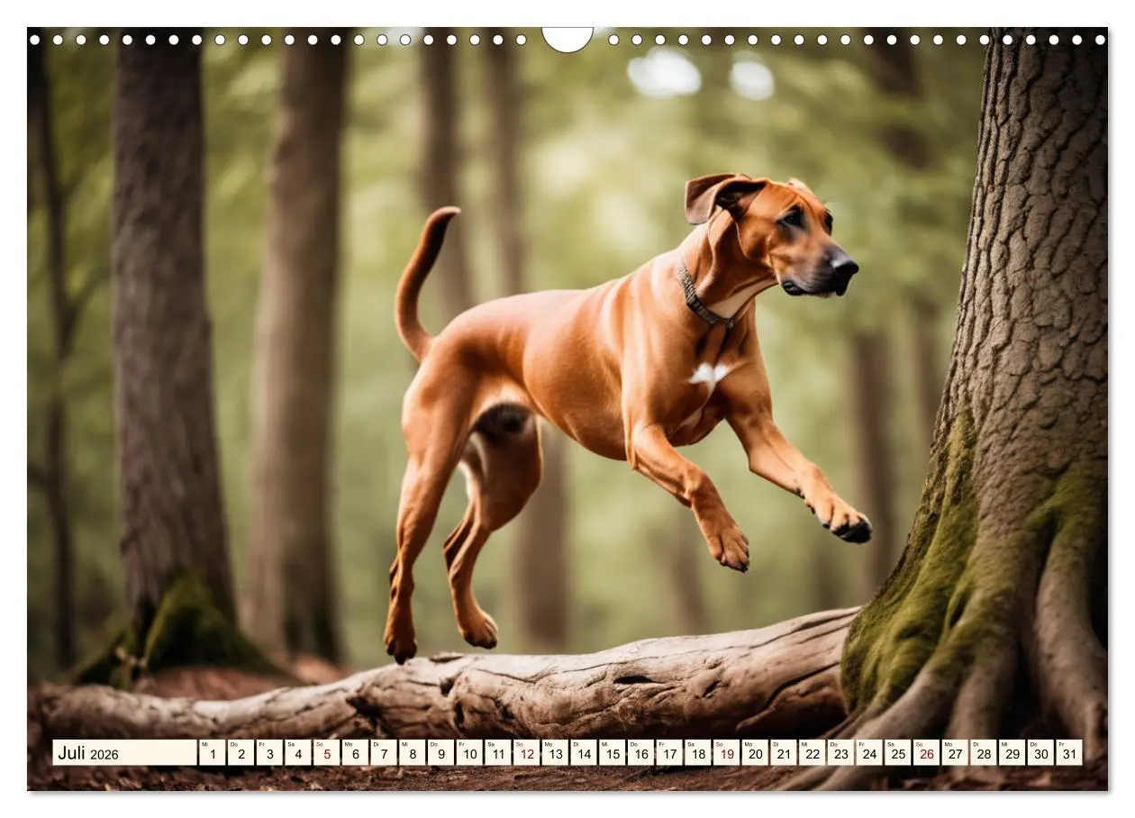 Bild: 9783457390597 | Rhodesian Ridgeback - Athlet mit Rückenkamm (Wandkalender 2026 DIN...
