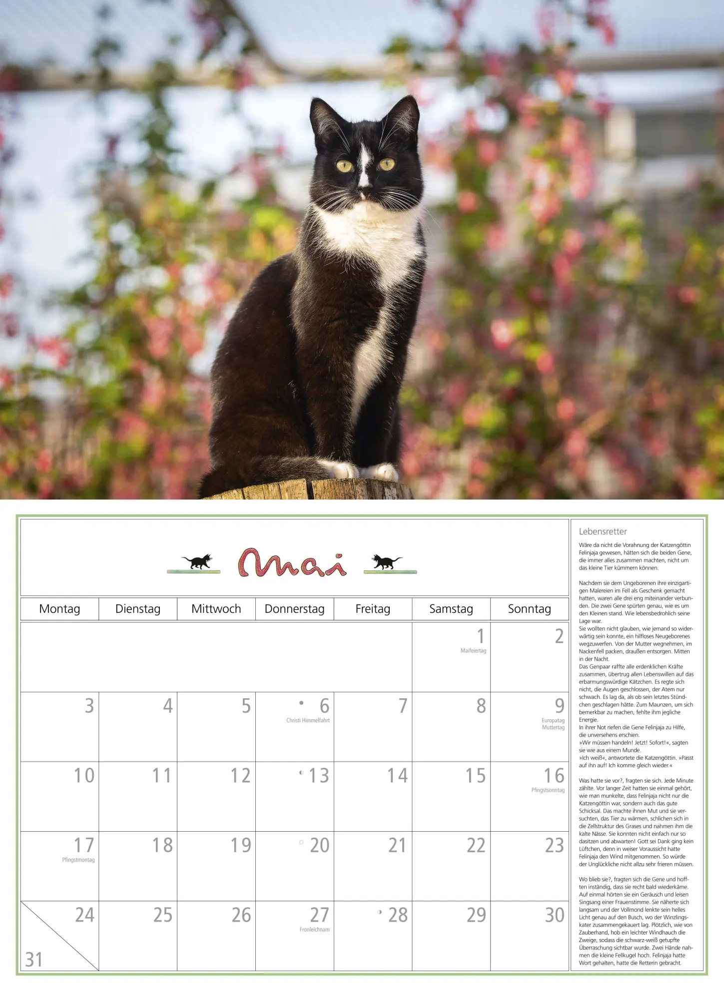 Bild: 4069095010697 | DuMonts Katzen Kalender 2027 | Neumann Verlage GmbH &amp; Co KG | Kalender