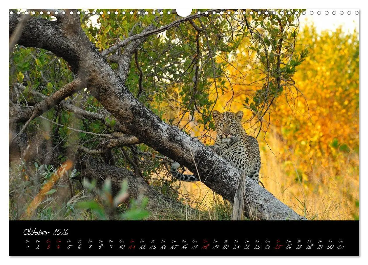 Bild: 9783516230697 | Südafrika (Wandkalender 2026 DIN A3 quer), CALVENDO Monatskalender