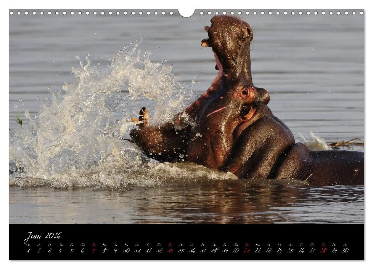 Bild: 9783516230697 | Südafrika (Wandkalender 2026 DIN A3 quer), CALVENDO Monatskalender