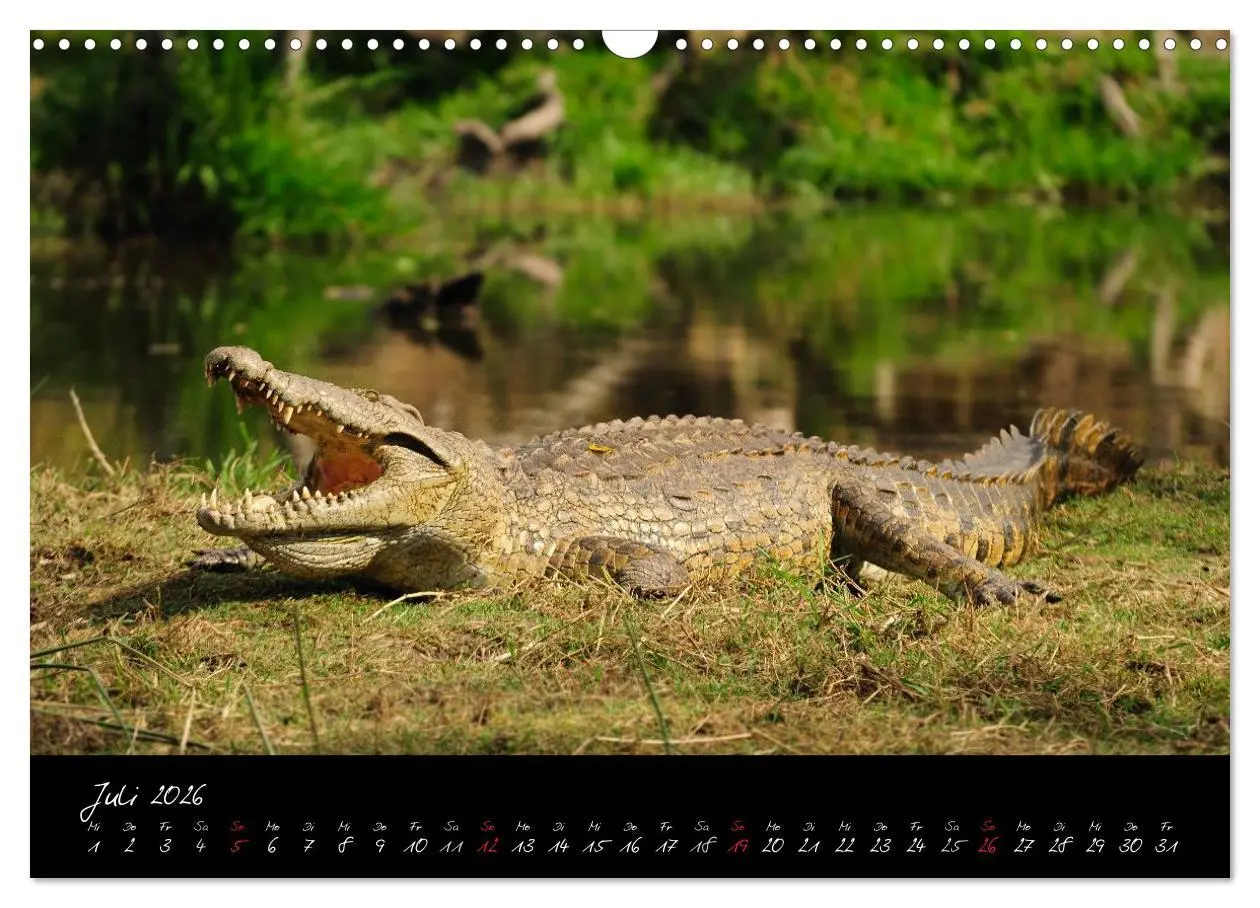 Bild: 9783516230697 | Südafrika (Wandkalender 2026 DIN A3 quer), CALVENDO Monatskalender
