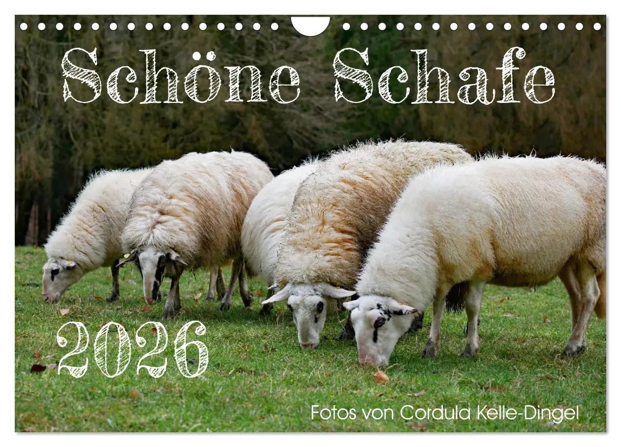 Cover: 9783457740897 | Schöne Schafe (Wandkalender 2026 DIN A4 quer), CALVENDO Monatskalender