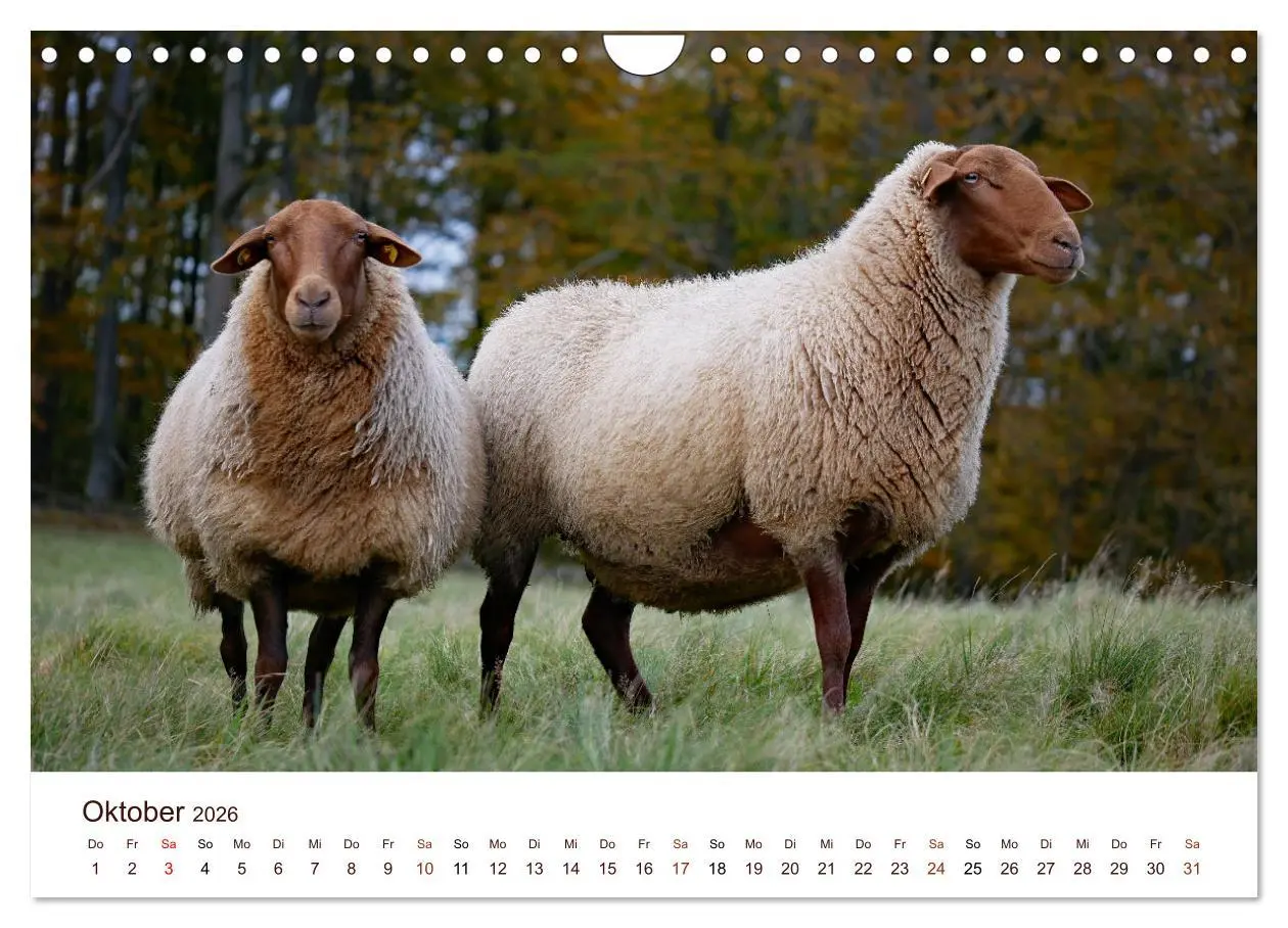 Bild: 9783457740897 | Schöne Schafe (Wandkalender 2026 DIN A4 quer), CALVENDO Monatskalender