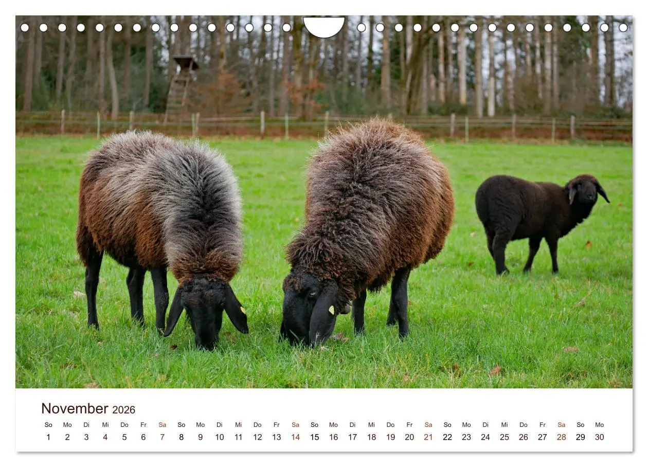 Bild: 9783457740897 | Schöne Schafe (Wandkalender 2026 DIN A4 quer), CALVENDO Monatskalender