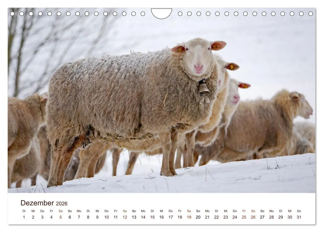 Bild: 9783457740897 | Schöne Schafe (Wandkalender 2026 DIN A4 quer), CALVENDO Monatskalender