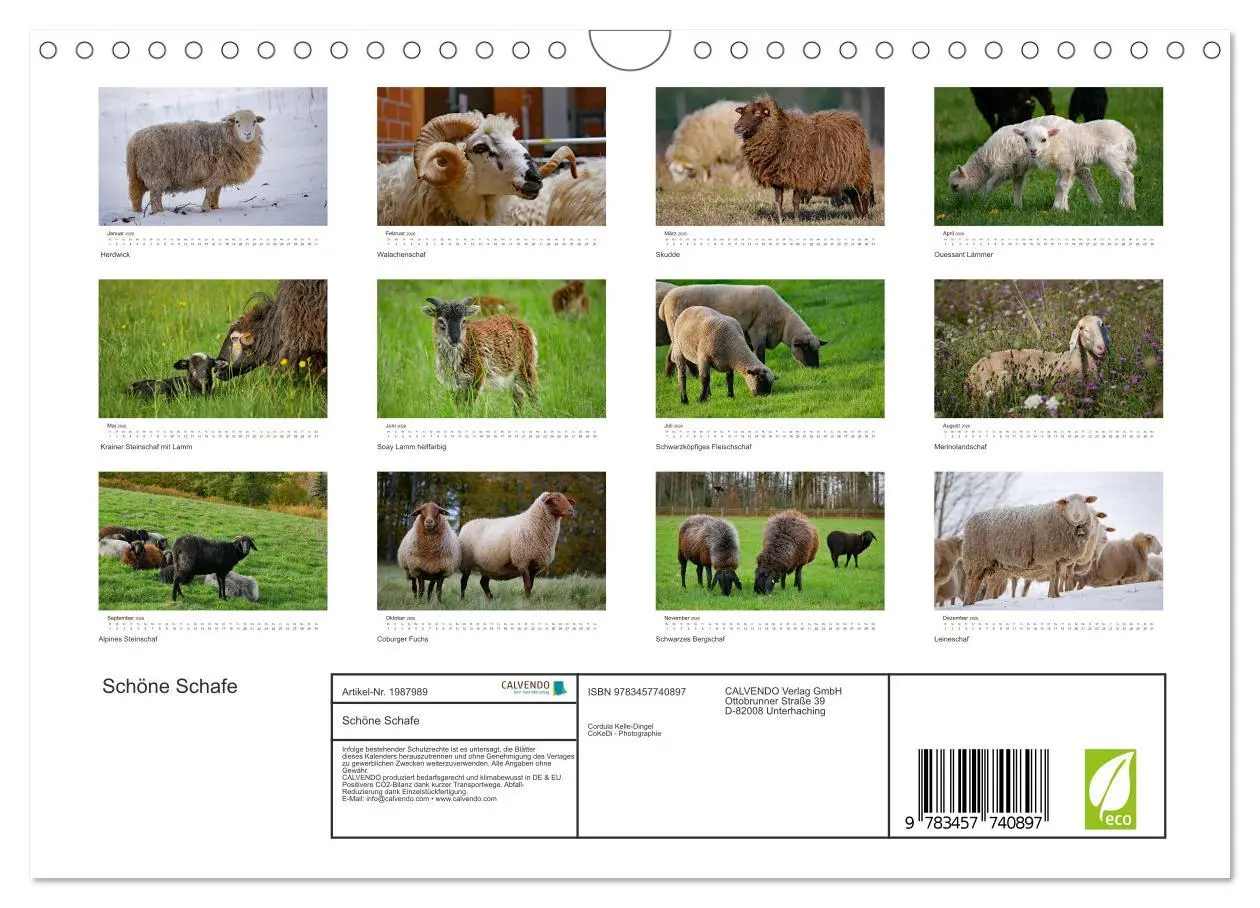 Bild: 9783457740897 | Schöne Schafe (Wandkalender 2026 DIN A4 quer), CALVENDO Monatskalender