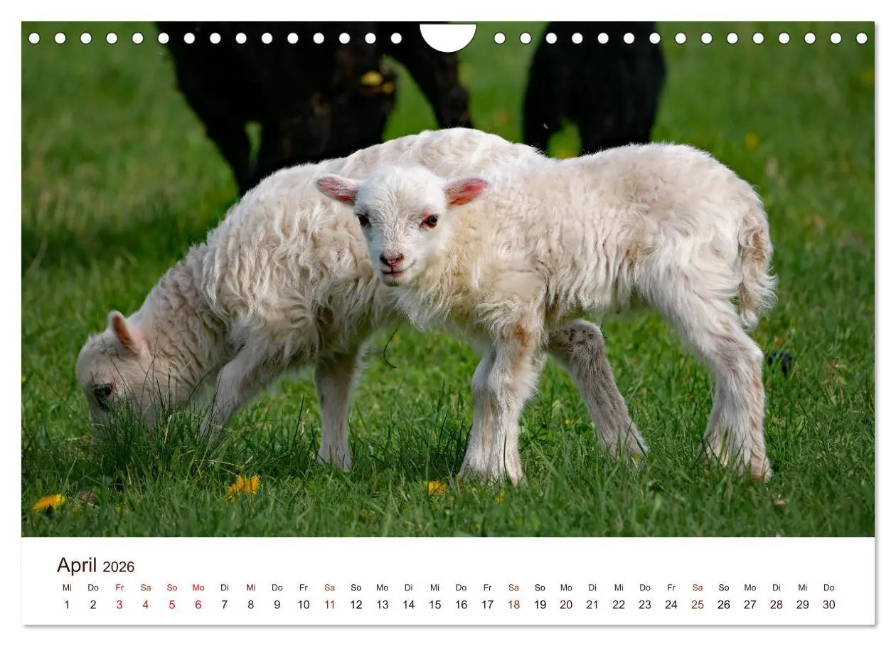 Bild: 9783457740897 | Schöne Schafe (Wandkalender 2026 DIN A4 quer), CALVENDO Monatskalender