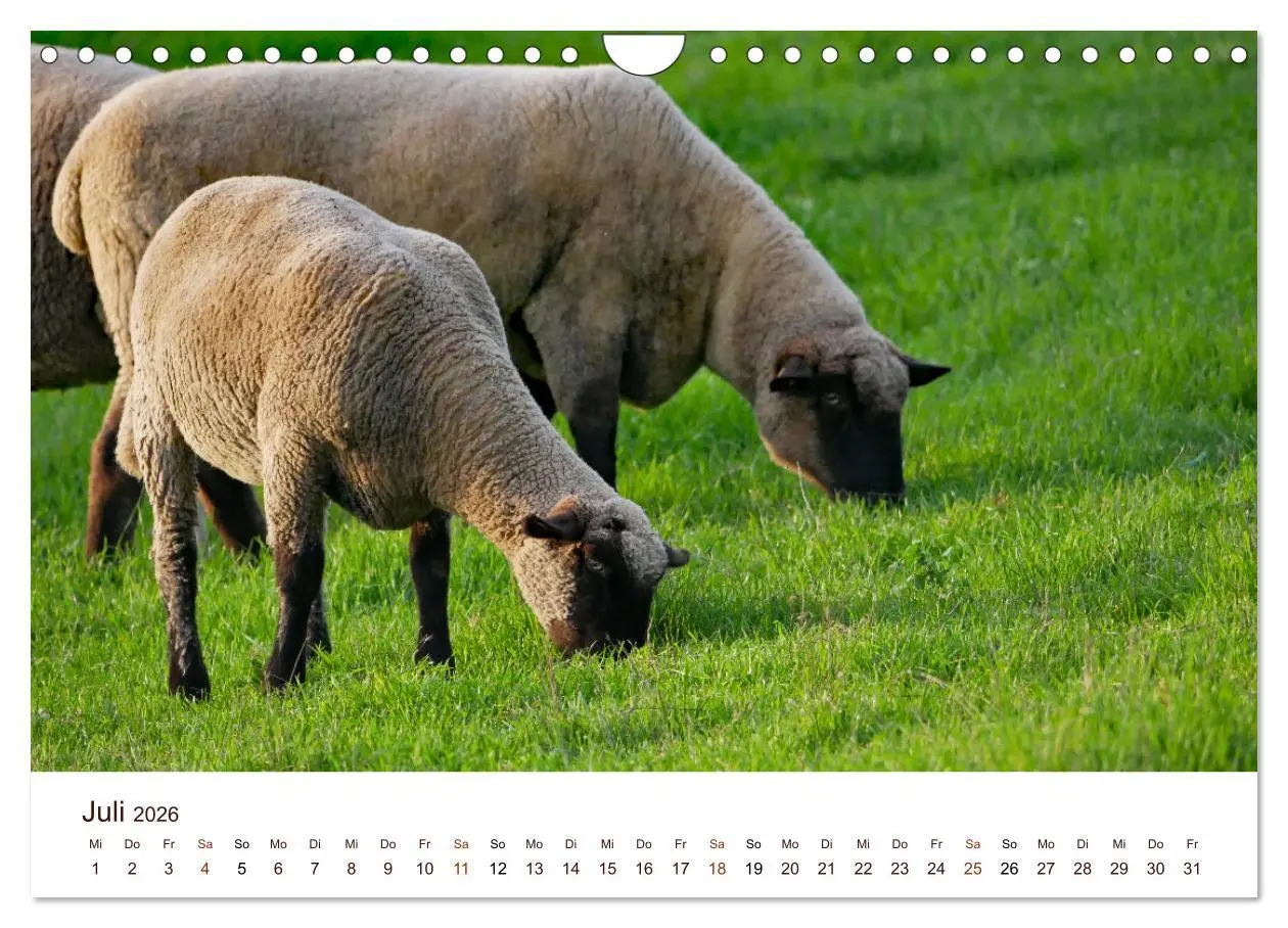 Bild: 9783457740897 | Schöne Schafe (Wandkalender 2026 DIN A4 quer), CALVENDO Monatskalender