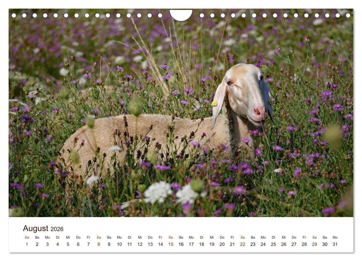 Bild: 9783457740897 | Schöne Schafe (Wandkalender 2026 DIN A4 quer), CALVENDO Monatskalender