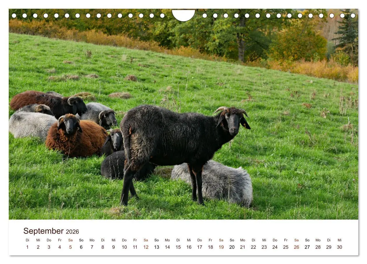 Bild: 9783457740897 | Schöne Schafe (Wandkalender 2026 DIN A4 quer), CALVENDO Monatskalender