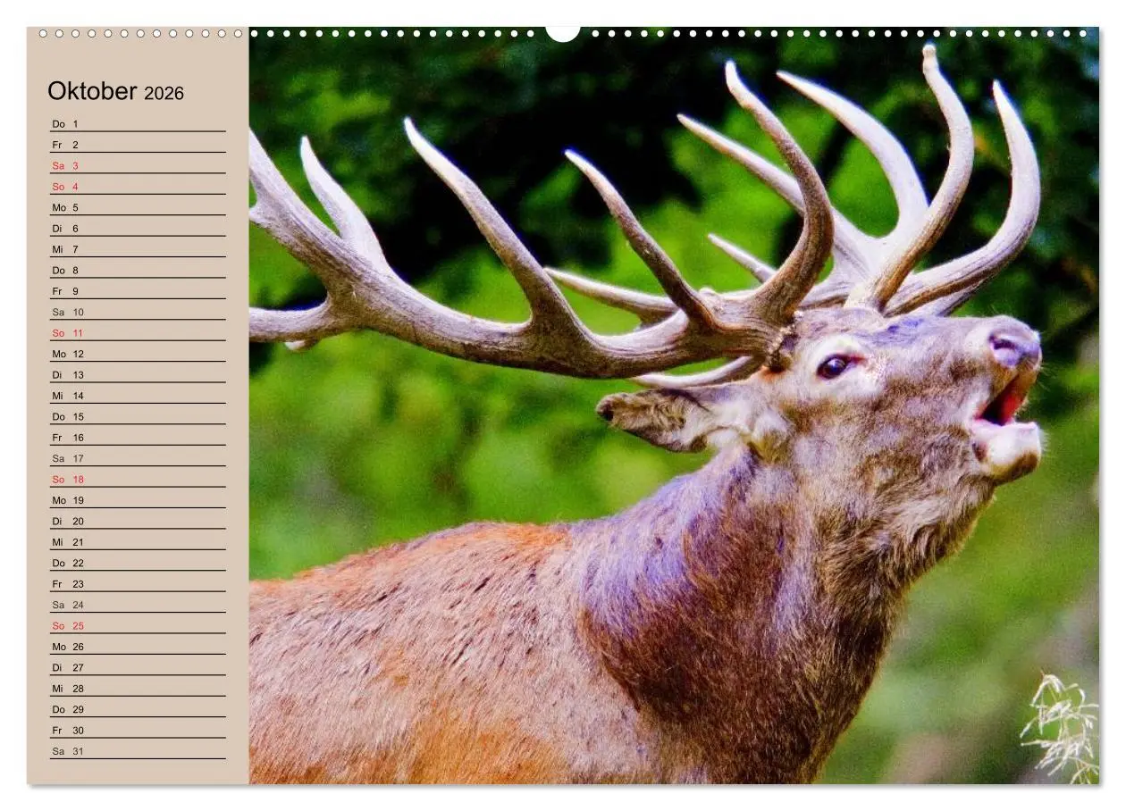 Bild: 9783457980897 | Rotwild. Edle Hirsche, stolze Kühe (Wandkalender 2026 DIN A2 quer),...