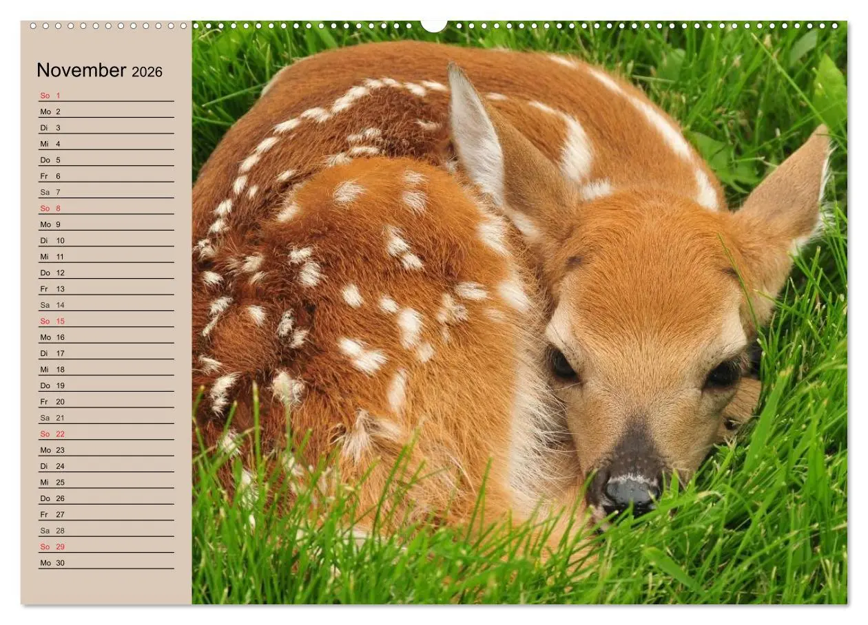 Bild: 9783457980897 | Rotwild. Edle Hirsche, stolze Kühe (Wandkalender 2026 DIN A2 quer),...