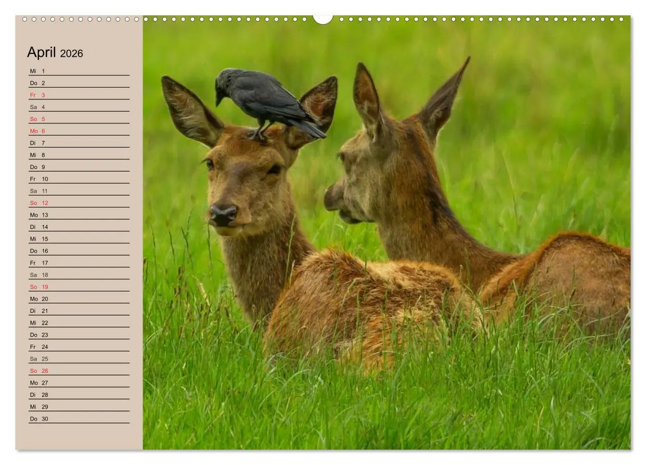 Bild: 9783457980897 | Rotwild. Edle Hirsche, stolze Kühe (Wandkalender 2026 DIN A2 quer),...