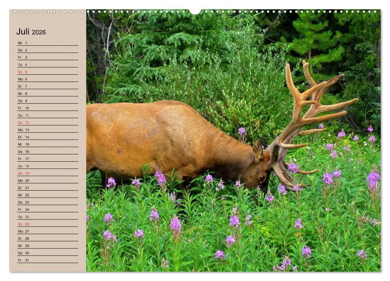 Bild: 9783457980897 | Rotwild. Edle Hirsche, stolze Kühe (Wandkalender 2026 DIN A2 quer),...