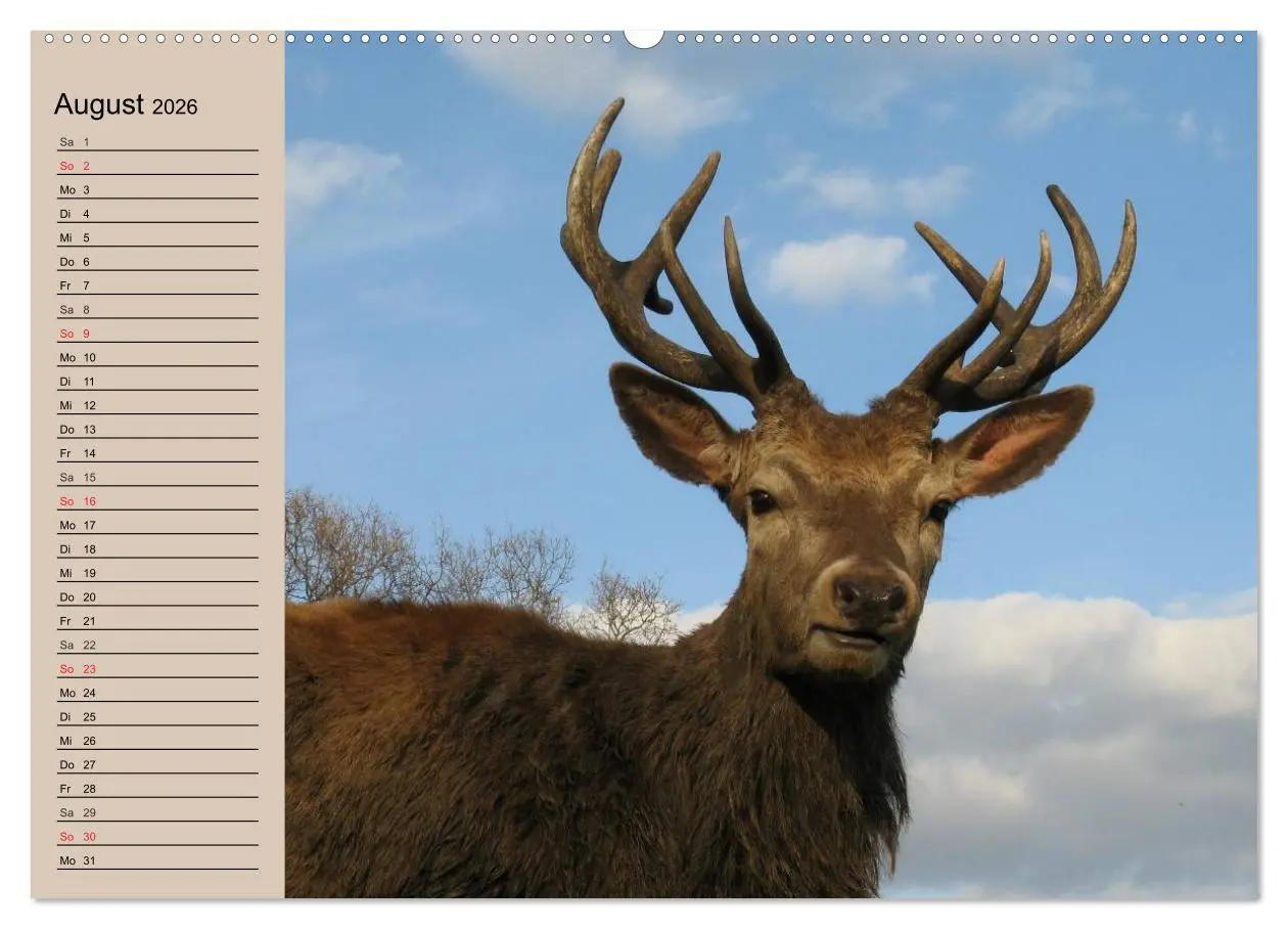 Bild: 9783457980897 | Rotwild. Edle Hirsche, stolze Kühe (Wandkalender 2026 DIN A2 quer),...