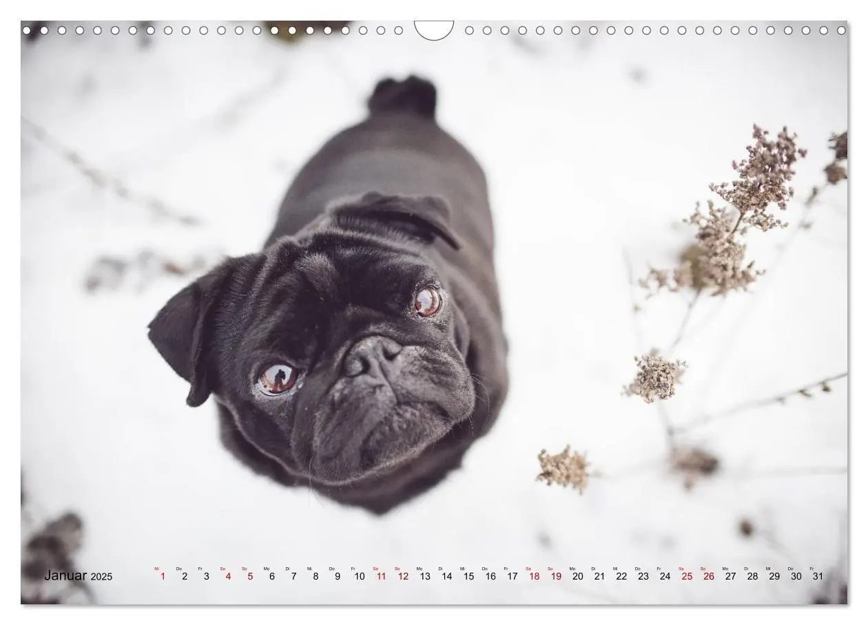 Bild: 9783435330997 | Diesels Welt (Wandkalender 2025 DIN A3 quer), CALVENDO Monatskalender